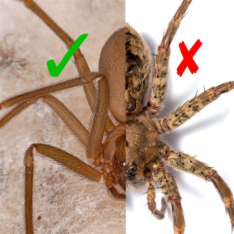 Recluseviolin Spider Identification Brown Recluse Spider Spider Bites