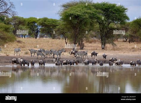 Herde Von Gnus Und Zebras Equus Quagga An Einem Wasserloch Im