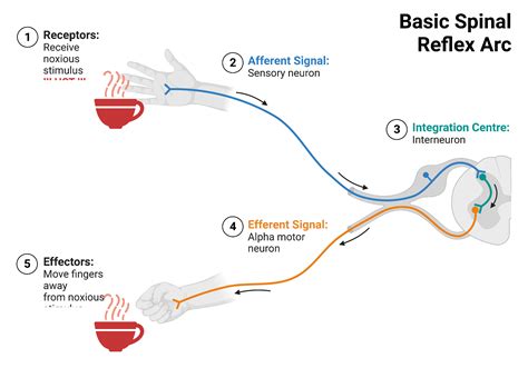 Basic Spinal Reflex Arc Biorender Science Templates