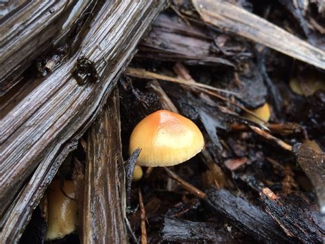 Psilocybe Pelliculosa? - Mushroom Hunting and Identification - Shroomery Message Board