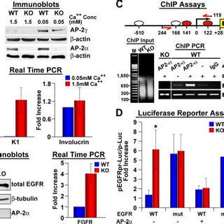 Targeted Ablation Of Ap Gene Expression In Mouse Epidermis