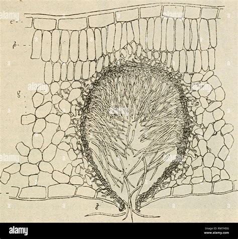 Palisade Cell Stock Photos & Palisade Cell Stock Images - Alamy