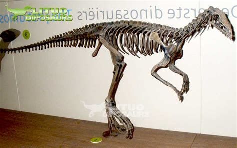 Eoraptor Skeleton #01_lituo animatronic dinosaurs manufacturer