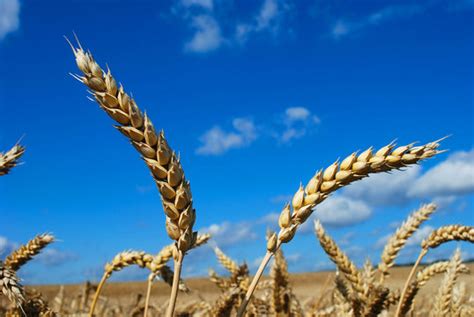 Kornähre Bilder – Durchsuchen 106,697 Archivfotos, Vektorgrafiken und ...