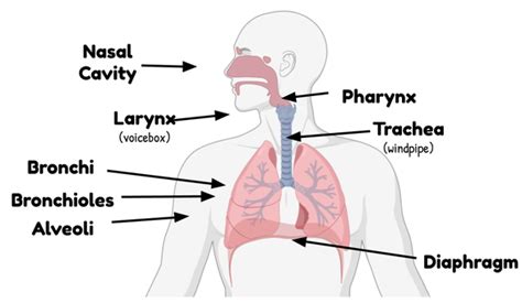 The Respiratory System Eons Learning