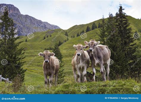 Cows On A Mountain Pasture Stock Photo Image Of Grass 97864056