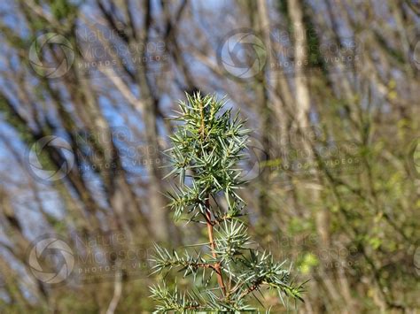 Juniperus Communis Common Juniper Leaf Leaf Juniperus Communis