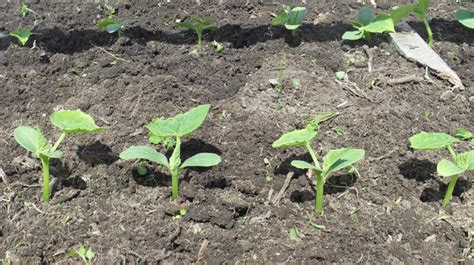 Огурец Герман f1 – описание, отзывы