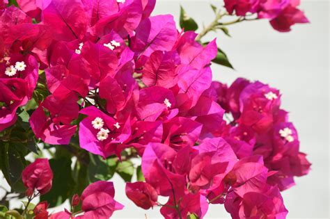 Kostenlose foto Natur blühen Blume Blütenblatt Busch tropisch