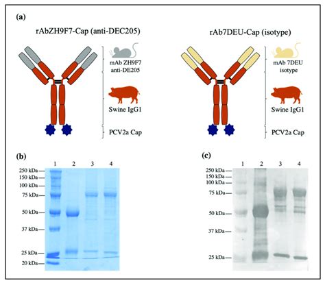 Design Expression And Characterization Of Rab Zh F Cap And Isotype