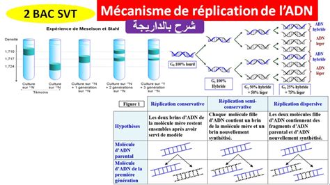 Mécanisme De Réplication De L Adn 2 Bac Svt شرح بالداريجة Youtube