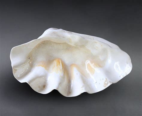 Fossilized Giant Clamshell, Tridacna gigantea - 30" – Fossil Realm