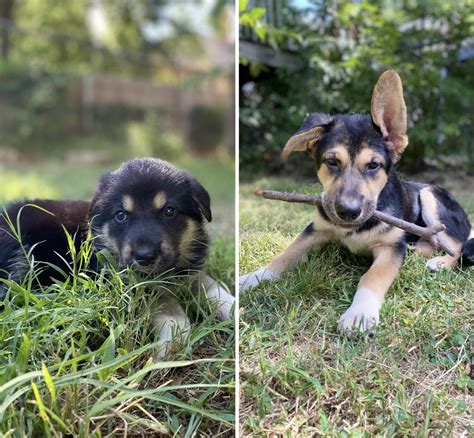 Great Pyrenees/German shepherd 2 month transformation. | Scrolller