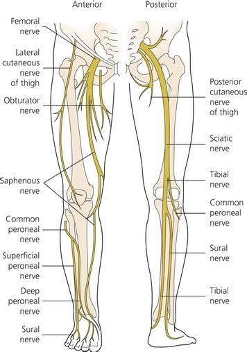 Lecture 26 Nerves Of Lower Limb Diagram Quizlet