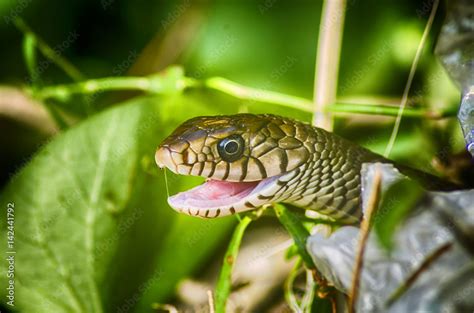 Indian Rat Snake Stock Photo | Adobe Stock