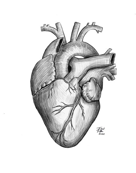 Anatomical Heart Drawing, Heart, Anatomy, Medical, Medical Illustration ...