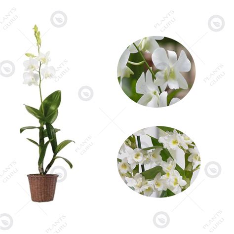 Buy Dendrobium White Orchid Plant Online In India At Plantsguru