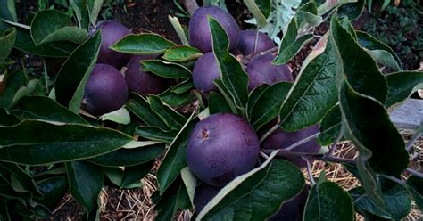 Black apples are a real thing. Here’s why they’re so rare