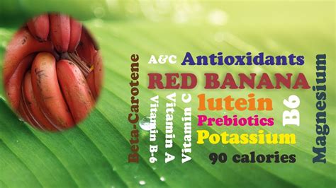 Amazing Benefits Of Red Bananas I The Hidden Nutritious Facts Of Red