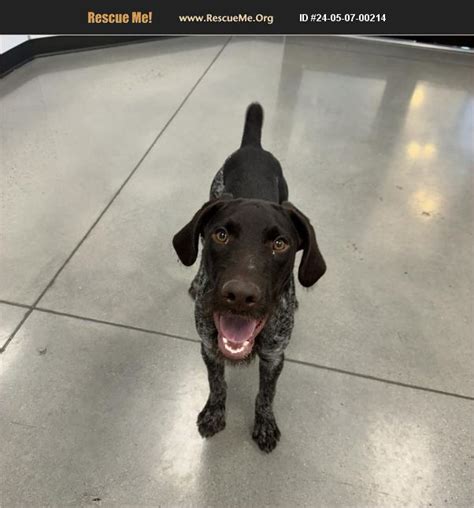 ADOPT 24050700214 German Wirehaired Pointer Rescue Logan UT