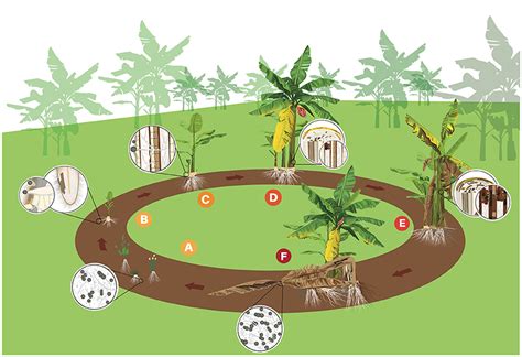 Frontiers Fusarium Wilt Of Banana Current Knowledge On Epidemiology And Research Needs Toward