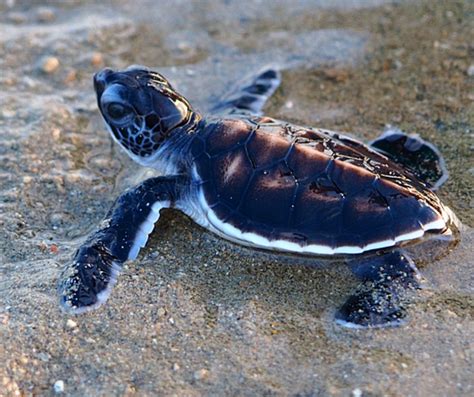 Walai Penyu Conservation Park Empowers Turtle Protection Citizens Journal