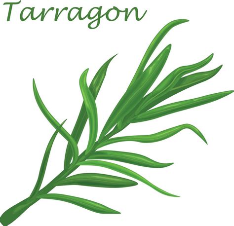 Tarragon. A spicy plant for cooking. A green plant for spices.Tarragon ...