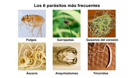 Planes De Clase La Vida De Los Parasitos Y Nosotros