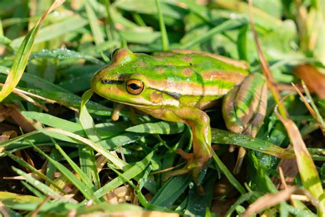 42 Green Animals Found in Nature - Color Meanings