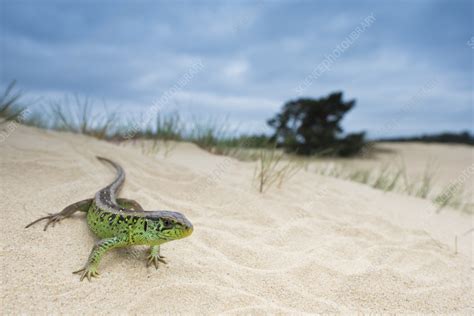 Sand lizard - Stock Image - F042/7092 - Science Photo Library