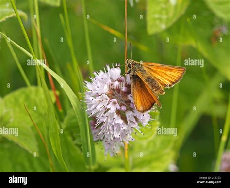 Female Small Skipper Butterfly Thymelicus Sylvestris Feeding On