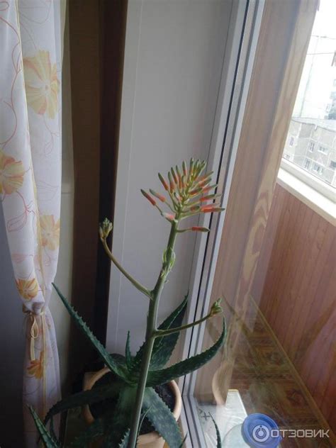 Отзыв о Комнатное растение Алоэ Вера | А вы видели, как цветёт Алоэ?