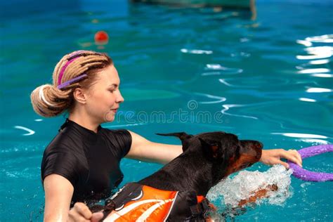 Dog Trainer At The Swimming Pool Teaching The Dog To Swim Stock Image