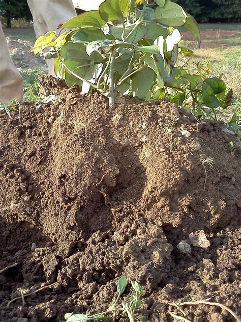 Frontier Culture Museum of Virginia: Yam Day - Harvest!