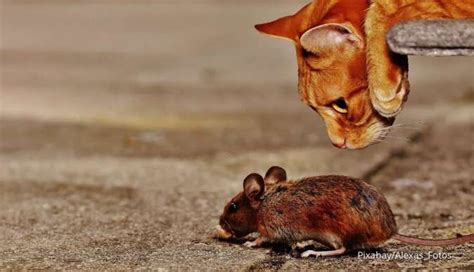 Disebabkan Kencing Tikus Simak Gejala Dan Cara Mencegah Leptospirosis