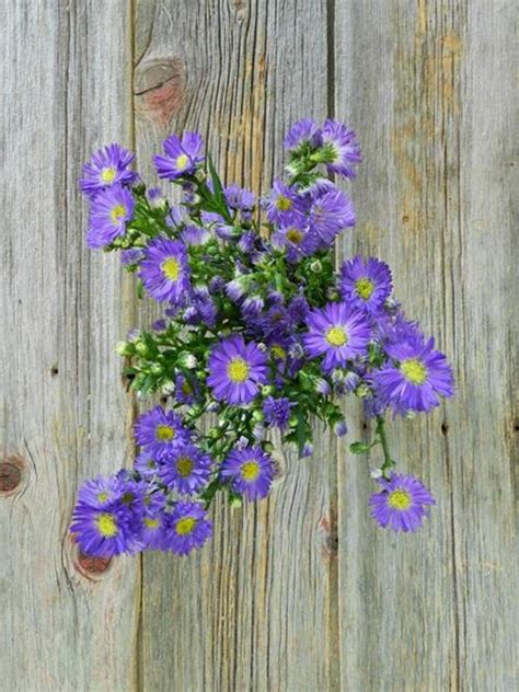 Wholesale Carnival 5 Stem Bunch Purple Aster Delivered Online Flowerfarm