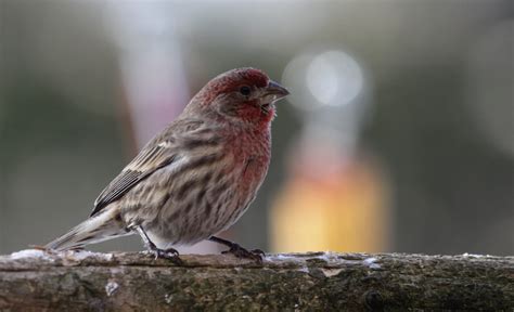 Michigan Winter Birds: 20 Common Winter Birds in Michigan