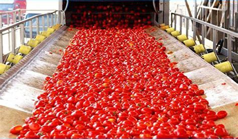 Les Industriels De La Tomate Ambitionnent Dexporter Une Partie De L