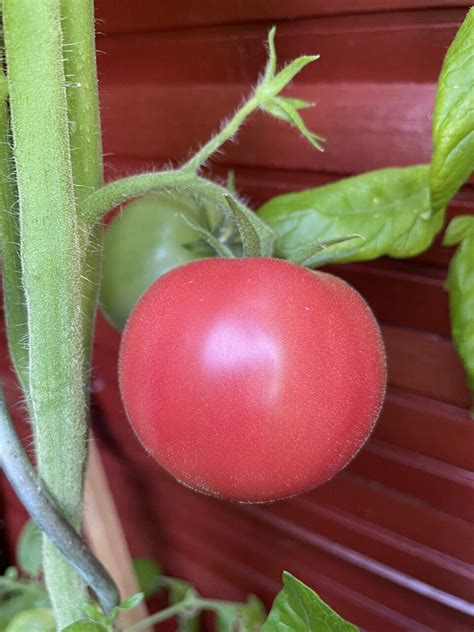 Rosa Oma kleine Fleischtomate alte Sorte aus Russland frühreif