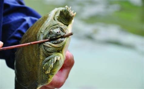 跟我學釣甲魚：老釣手告訴你甲魚怎麼釣？用什麼鉤？趕緊行動吧 每日頭條