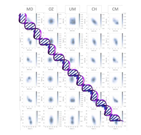 A New Model Predicts The Flexibility Of Dna Movement At The Molecular