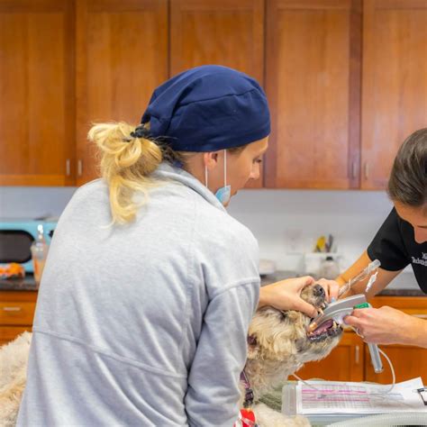 Pet Veterinary Dentistry In Kingston Nh 03848 Pkamc