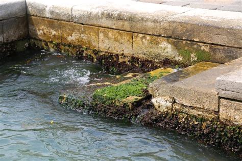 Algae and Sea Water during High Tide in Venice in Italy Stock Image - Image of moistness, flood ...