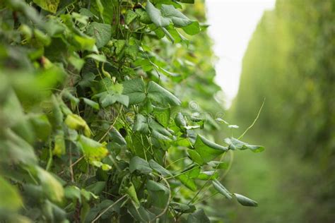 Large Green Bean Plantation. Harvest of Beans Stock Image - Image of ...