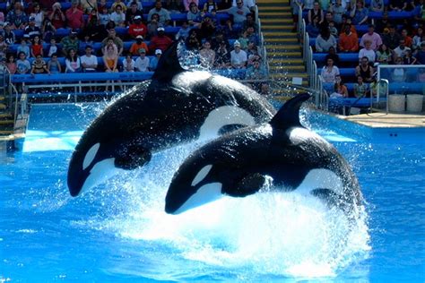 Pictures Of Animals At Seaworld | Pictures of Nnature