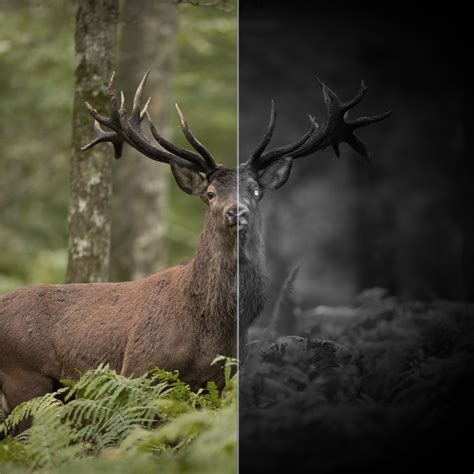 Цифровые прицелы Pard купить в Москве. Насадки на прицелы Pard для охоты