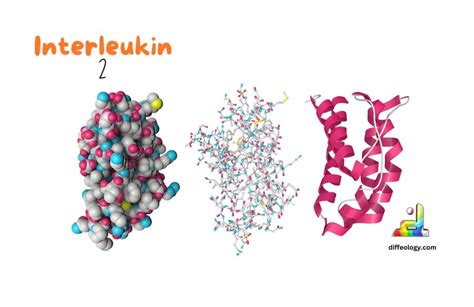 Difference Between Interleukin 1 And 2 | Diffeology