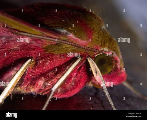 Elephant Hawk Moth Stock Photo Alamy