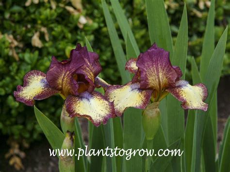 Hot Fudge Intermediate Bearded Iris Plants To Grow Plants Database