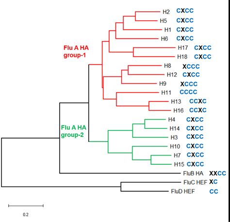 Ha Based Phylogenetic Tree Of Influenza Viruses And Location Of